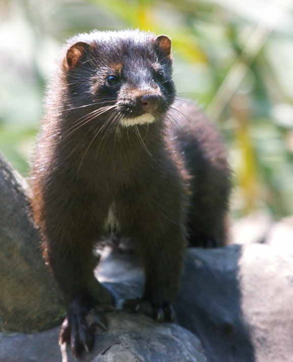 Picture of a Mink
